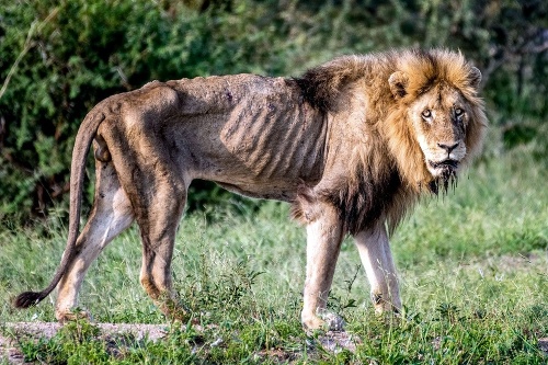 Vyhladovaný lev tesne pred