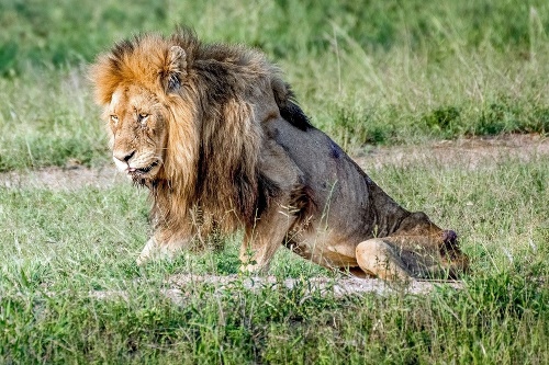 Vyhladovaný lev tesne pred