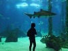 oceanárium v Lisabone, Portugalsko