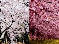 Sakuri, Japonsko Sakuri, Japonsko