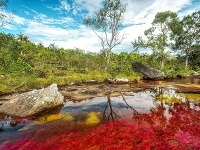Rieka Caño Cristales Rieka Caño Cristales