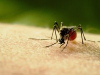 K najzákernejším zabijakom na K najzákernejším zabijakom na