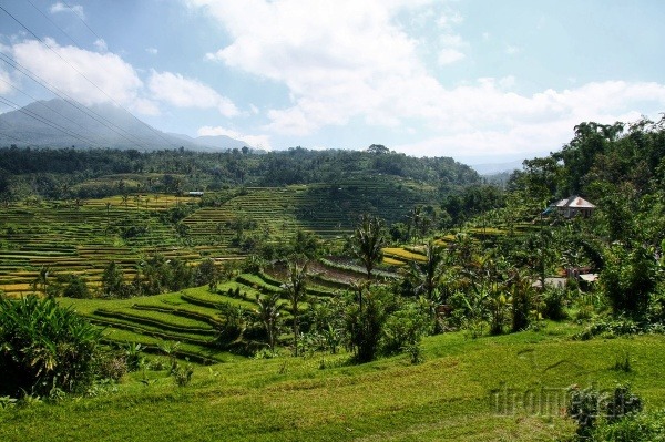 Bali