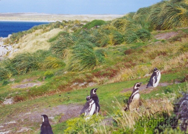 Falklandské ostrovy