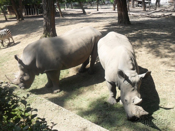 Zoo Sóstó, Maďarsko