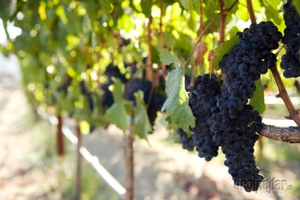 Napa Valley, Kalifornia, USA