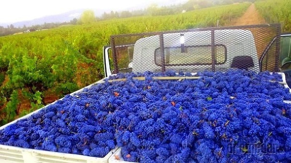 Údolie Napa, Kalifornia, USA