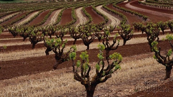 Údolie Barossa, Austrália