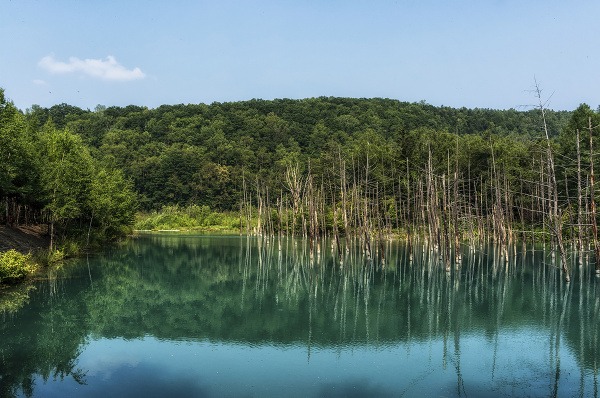 Modré jazierko, Japonsko