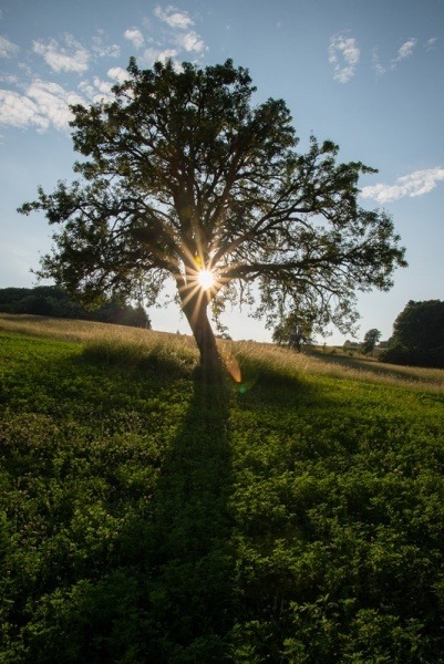 Hruška ružová, Bošáca