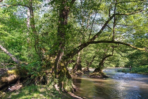 Jelša lepkavá, Slatinka