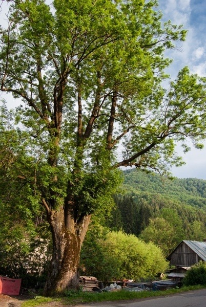 Jaseň štíhly, Liptovské Revúce