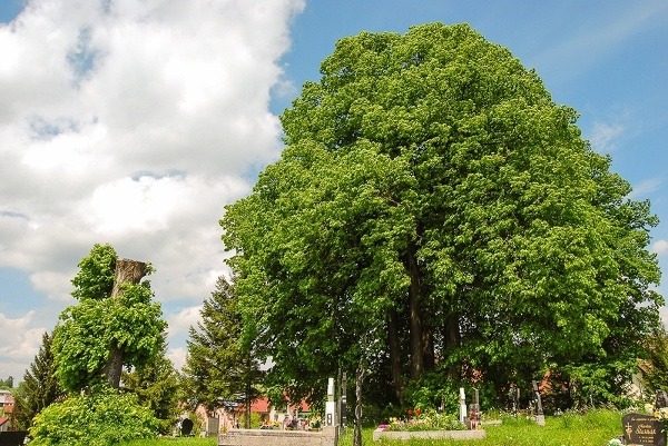 Lipa veľkolistá, Malatiná