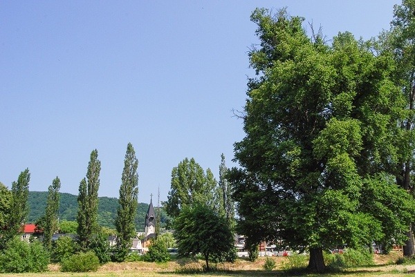 Brest hrabolistý, Snina