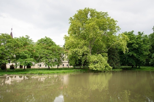Platan západný, Stupava