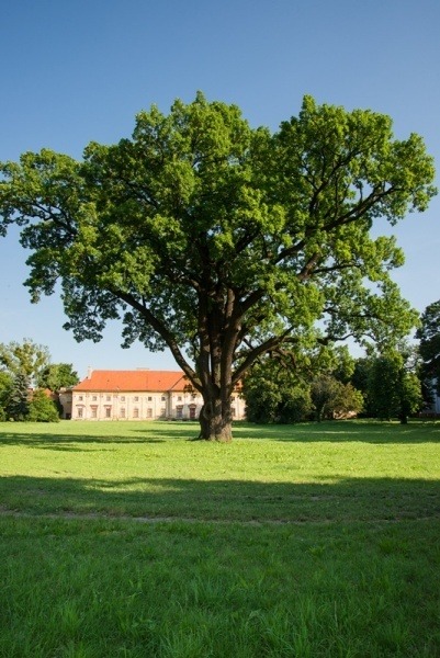 Dub letný, Tomášikovo
