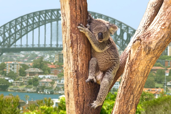 Niektorým obyvateľom Sydney je