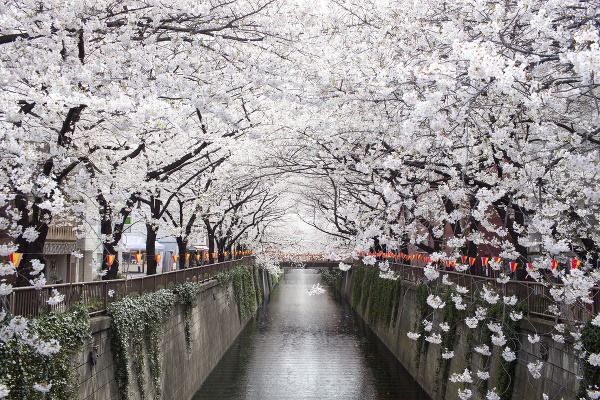 Kvitnutie čerešní, Japonsko