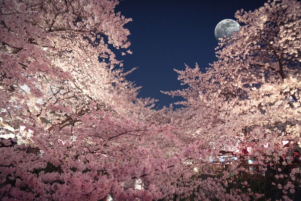 Kvitnutie čerešní, Japonsko