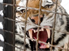 Tiger Tiger