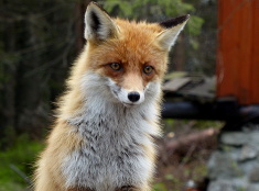 Líška
