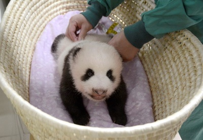 Mláďa pandy obrovskej Mláďa pandy obrovskej