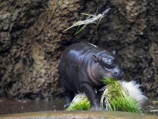 Hitom internetu je malý hrošík: Zdobí oblečenie a do zoo láka davy