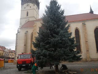 Vianočný stromček v Prešove pochádza zo súkromnej záhrady