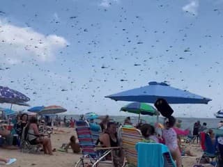 Obľúbenú pláž zamoril tento nepríjemný hmyz: VIDEO Ľudia kričali od strachu a skrývali sa, hotová apokalypsa!