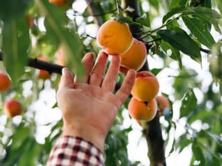 Nielen polievanie a preberanie plodov! Čo všetko vyžaduje letná starostlivosť o ovocné stromy?