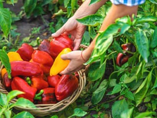 Problémy s pestovaním papriky: Prečo paprika nekvitne a prečo nerodí?