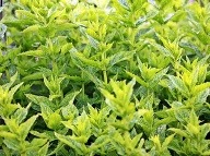 Skvelá práca slovenských vedcov: Skvelá práca slovenských vedcov: