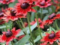 Rudbekia (Rudbeckia hirta), letnička,