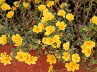 Portulaky (Portulaca grandiflora) sú