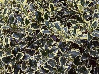 Rastlina mesiaca: 
Elegantná pichľavá
