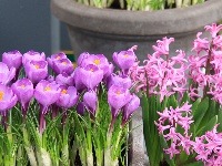 Kvitnúce hyacinty a šafrany dodajú