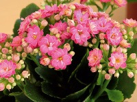 Pre „takmer“ začiatočníkov
Kalanchoe Pre „takmer“ začiatočníkov
Kalanchoe
