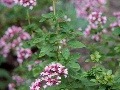 K&nbsp;najkrajším kvitnúcim aromatickým druhom