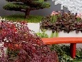 Japonský nádych prepožičiavajú výsadbe