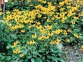 Rudbekie sú veľmi prispôsobivé