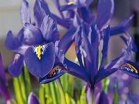 Kosatčeky (Iris reticulata) sú Kosatčeky (Iris reticulata) sú