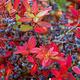 November v z�hrade