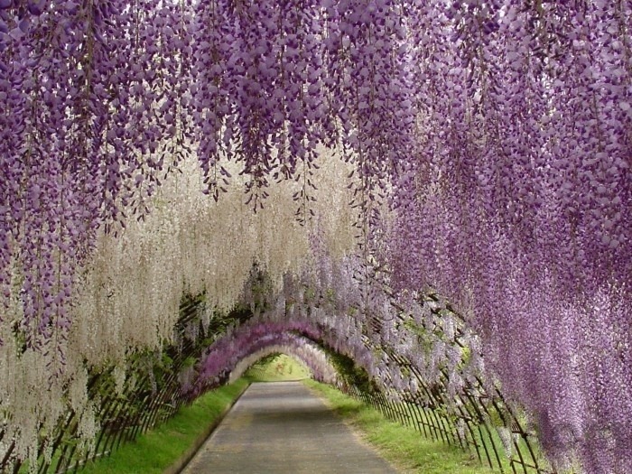 zahrada-japonsko--visteria.jpg