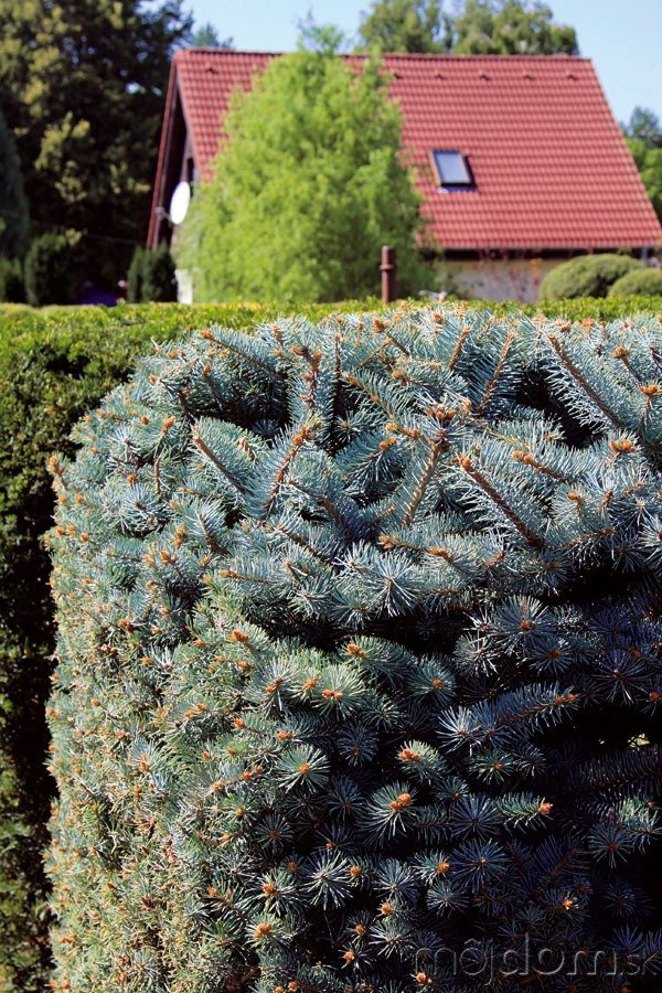 TIP do záhrady: 
Tvarovanie