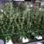 Objavili gigantick� podzemn� plant� marihuany!