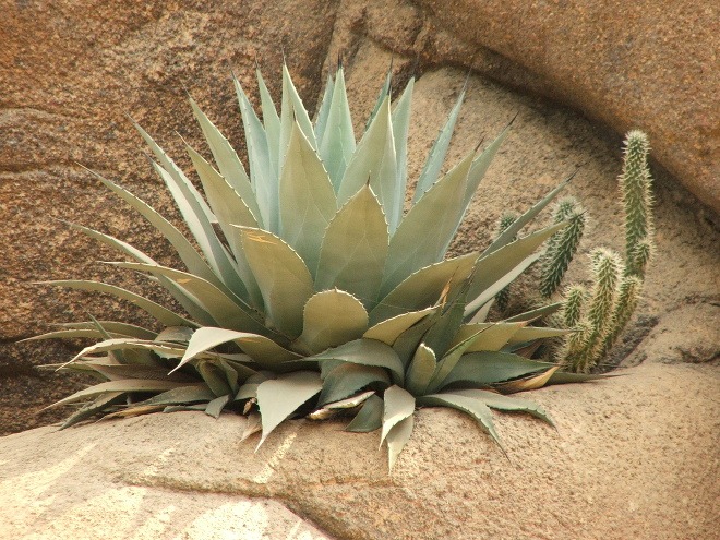 Tequila sa vyrába kvasením a destiláciou agáve, t.j. kaktusu. (Foto: Sxc.hu) 