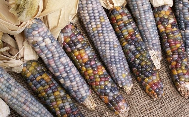 Farebná kukurica sa neodporúča na priamu konzumáciu z klasu. (Foto: Dailymail.co.uk)