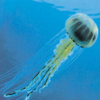 Odborníci v súvislosti s otepľovaním morí už dlhšie varujú pred inváziou medúz v Stredozemnom mori