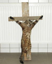 Mačku niekto nechal na kríži visieť celú noc.