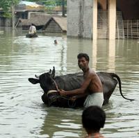 Dedinčan ťahá svoj dobytok zaplavenou ulicou v dedine Muzaffarpur.